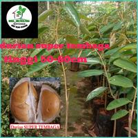 Gambar durian super tembaga/ST Bangka Belitung dari antono bibit undefined 1 Tokopedia
