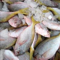 Gambar Ikan Ekor Kuning Segar 1Kg Ikan Ekor Kuning Utuh dari Segar Laut Asia undefined 5 Tokopedia