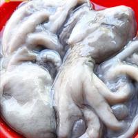 Gambar Gurita Segar Octopus 1Kg Gurita Octopus dari Segar Laut Asia undefined 3 Tokopedia