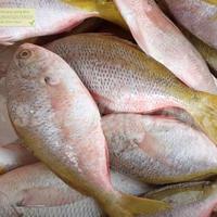 Gambar Ikan Ekor Kuning Segar 1Kg Ikan Ekor Kuning Utuh dari Segar Laut Asia undefined 4 Tokopedia