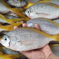 Gambar Ikan Ekor Kuning Segar 1Kg Ikan Ekor Kuning Utuh dari Segar Laut Asia undefined 1 Tokopedia