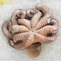 Gambar Gurita Segar Octopus 1Kg Gurita Octopus dari Segar Laut Asia undefined 2 Tokopedia