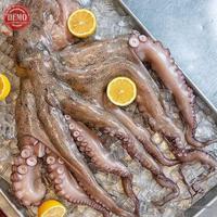 Gambar Gurita Segar Octopus 1Kg Gurita Octopus dari Segar Laut Asia undefined 1 Tokopedia