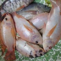 Gambar Ikan Nila Hidup Segar Premium Diambil Sesuai Orderan 500gr 1000gr 1kg - 500gr dari Kebersihan Jogja undefined 2 Tokopedia