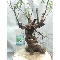 Gambar Bonsai santigi karang+bonus 1 pohon small dari wildan ninggrim99 undefined 2 Tokopedia