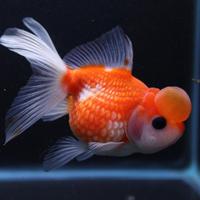 Gambar Ikan Mas Koki Mutiara Jambul Grade High Quality dari Nizam FishAquatic undefined 3 Tokopedia