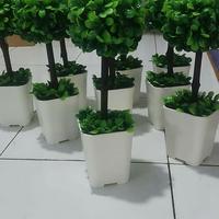 Gambar BONSAI BULAT KOMPLIT POT 30cm dari Baginda Florist undefined 1 Tokopedia