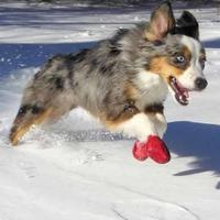 Gambar Best Seller Pawz Disposable Rubber Dog Boots (UNTUK ANJING SEMUA UKURAN) - Hitam, TINY dari Satriyaa36 undefined 4 Tokopedia
