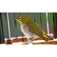 Gambar BURUNG PLECI AURIVENTER PALMERAH dari Official Abadi Bird Palmerah undefined 1 Tokopedia