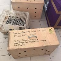 Gambar pengiriman 1 Ekor Tujuan Magelang dari Ayam Aduan Jepara Raya undefined 1 Tokopedia