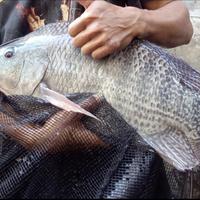 Gambar nila babon bobot satu ekor 5kg dari A Irfan Aquatic undefined 2 Tokopedia