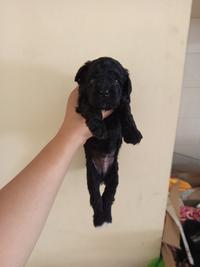Gambar Dijual anak puppy anjing poodle murah warna black hitam missmark jantan male murah murmer dari Ffdra undefined 1 Tokopedia