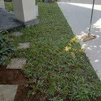 Gambar Terima pembuatan taman .jual rumput jepang & rumput mutiara & tanaman dari Alami Garden undefined 2 Tokopedia