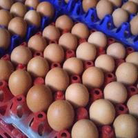 Gambar Extra Packaging Telur (Per Lembar) dari Sentral Pangan Sukses Makmur undefined 2 Tokopedia