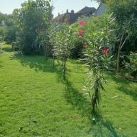 Gambar Terima pembuatan taman .jual rumput jepang & rumput mutiara & tanaman dari Alami Garden undefined 1 Tokopedia