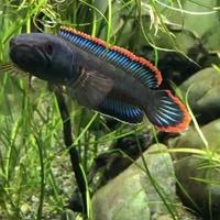 Gambar channa,  ikan channa,  gabus hias,  channa fish,  auranti - channa asiatica dari area green shop undefined 2 Tokopedia