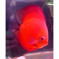 Gambar Ikan Discus Red Melon 1,5 cm s/d 5 inch - 1,5 cm dari dragonmaniax undefined 5 Tokopedia