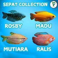 Gambar Ikan Sepat Batik Biru / Sepat Rosby - Ikan Hias Aquascape - Ikan Hias Air Tawar dari Fishnesia Aquatica undefined 3 Tokopedia