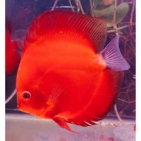 Gambar Ikan Discus Red Melon 1,5 cm s/d 5 inch - 1,5 cm dari dragonmaniax undefined 4 Tokopedia