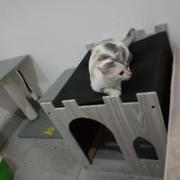 Gambar CAT HOUSE RUMAH KUCING / ANABUL OUTDOOR  BESAR JUMBO 80X50X40 KITTEN - head dari gardenart_NEW undefined 5 Tokopedia