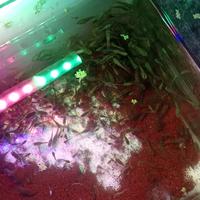 Gambar ikan cere hidup, 10.000(50) ekor hidup dari Nanzz05fish undefined 2 Tokopedia