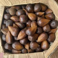 Gambar Salak pondoh sleman manis grosir 10 kg - 10kg dari Kenken juice_NEW undefined 1 Tokopedia