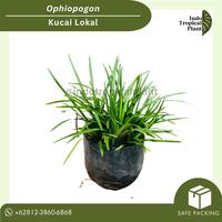 Gambar Tanaman Hias Kucai Lokal / Kucai / Ophiopogon / Tanaman Hias dari Indo Tropical Plant undefined 1 Tokopedia