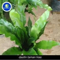 Gambar tanaman hias kadaka tanaman kadaka dari dastin taman hias undefined 5 Tokopedia