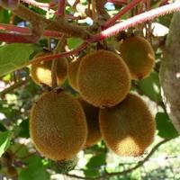 Gambar bibit buah kiwi dari MUTIARA-BIBIT ID undefined 1 Tokopedia