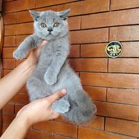 Gambar kucing Britishshorthair pure dari karebetcathouse undefined 1 Tokopedia