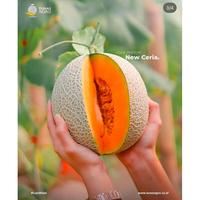 Gambar Benih Melon NEW Ceria F1 25 Tunas Agro Urban Farming dari ABC Garden undefined 5 Tokopedia