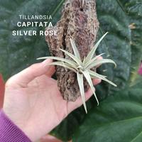 Gambar Tillandsia Capitata Silver Rose dari Anggora Nursery undefined 1 Tokopedia