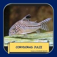 Gambar IKAN HIAS AIR TAWAR - CORYDORAS JULII / JULII CORYDORAS (IKAN PEMBERSIH DASAR AQUARIUM) dari Vilirium Aquatic undefined 3 Tokopedia