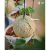 Gambar Benih Melon NEW Ceria F1 25 Tunas Agro Urban Farming dari ABC Garden undefined 4 Tokopedia