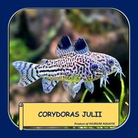 Gambar IKAN HIAS AIR TAWAR - CORYDORAS JULII / JULII CORYDORAS (IKAN PEMBERSIH DASAR AQUARIUM) dari Vilirium Aquatic undefined 1 Tokopedia