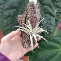 Gambar Tillandsia Capitata Silver Rose dari Anggora Nursery undefined 5 Tokopedia