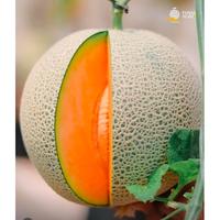 Gambar Benih Melon NEW Ceria F1 25 Tunas Agro Urban Farming dari ABC Garden undefined 3 Tokopedia