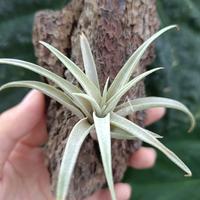 Gambar Tillandsia Capitata Silver Rose dari Anggora Nursery undefined 3 Tokopedia