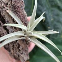 Gambar Tillandsia Capitata Silver Rose dari Anggora Nursery undefined 2 Tokopedia