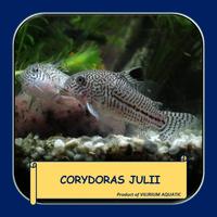 Gambar IKAN HIAS AIR TAWAR - CORYDORAS JULII / JULII CORYDORAS (IKAN PEMBERSIH DASAR AQUARIUM) dari Vilirium Aquatic undefined 2 Tokopedia