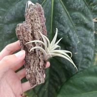 Gambar Tillandsia Capitata Silver Rose dari Anggora Nursery undefined 4 Tokopedia