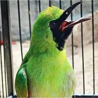 Gambar Cucak ijo kalimantan bodi ramping ekor bondol dokor dari Nurbird undefined 1 Tokopedia