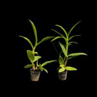 Gambar DD Orchid Seedling Anggrek Dendrobium Singo Edan X Den. Shining Batu dari DD Orchid Nursery undefined 3 Tokopedia