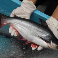 Gambar Ikan patin hidup 1 kg, siap dimasak dari pschu undefined 1 Tokopedia