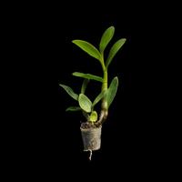 Gambar DD Orchid Seedling Anggrek Dendrobium Singo Edan X Den. Shining Batu dari DD Orchid Nursery undefined 4 Tokopedia