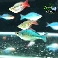 Gambar Ikan hias air tawar Rainbow blue Lacustris hiasan aquarium aquascape paludarium biotope kolam dari Zeed aquatic undefined 1 Tokopedia