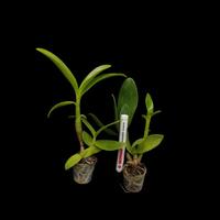 Gambar DD Orchid Seedling Anggrek Dendrobium Singo Edan X Den. Shining Batu dari DD Orchid Nursery undefined 5 Tokopedia