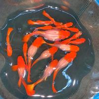 Gambar Ikan Guppy Albino Koi Red Ear (1 Pair) dari BrayzFish undefined 1 Tokopedia