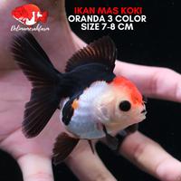 Gambar IKAN MAS KOKI ORANDA 3 COLOR SIZE 7-8 CM CANTIK BERKUALITAS dari DELIMAMERAHFARM STORE undefined 1 Tokopedia