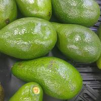 Gambar Buah Alpukat Mentega Alligator dari Cece Claeta Mart undefined 4 Tokopedia